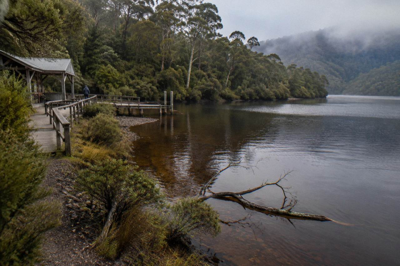 A calm dark river winding past tall rainforest trees along the west coast of Tasmania