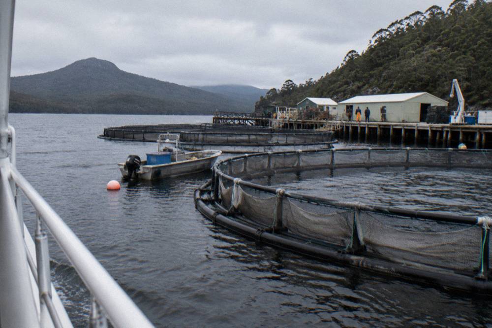 Salmon and trout pens floating on the dark water of Macquarie Harbour seen from a passing cruise boat