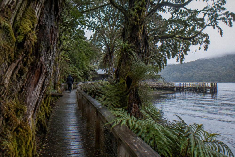 Rainforest boardwalk beside the dark Gordon River with moss covered ancient pines