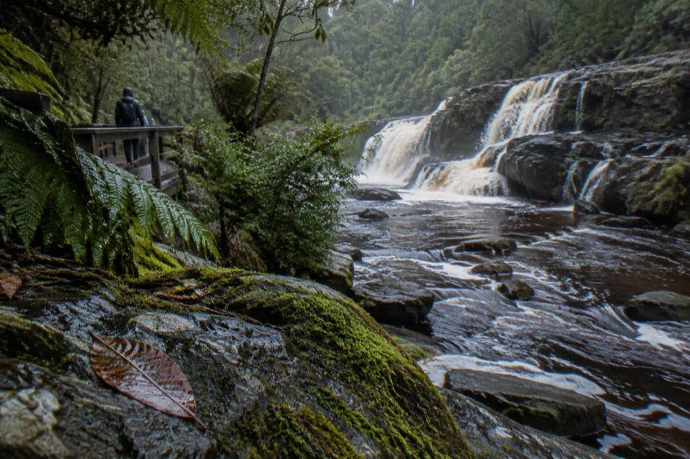 A tannin-dark creek flowing past mossy rocks under tall rainforest trees