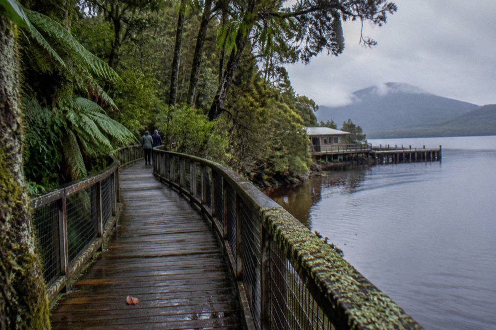A timber boardwalk curving through dense temperate rainforest beside a dark river