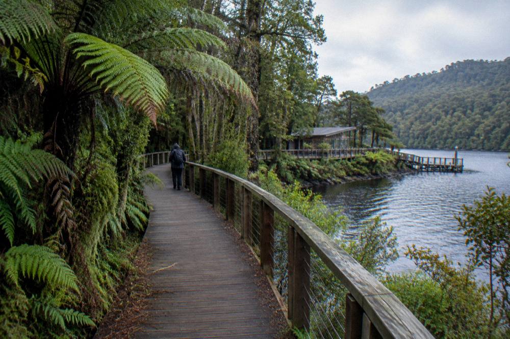 A timber boardwalk curving through dense green rainforest beside a dark river