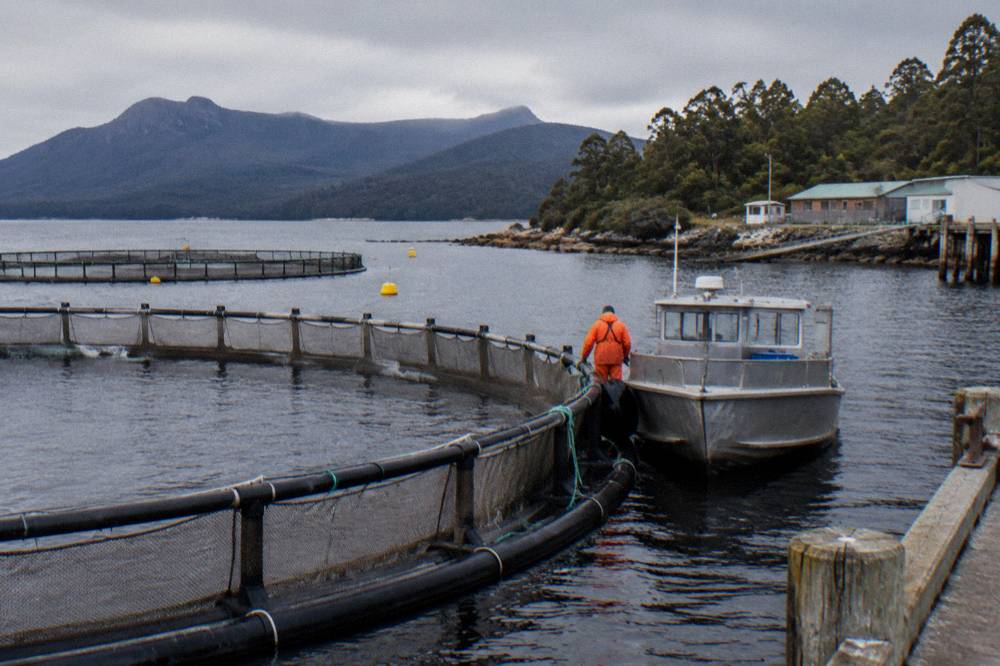 Circular salmon farm pens floating on dark harbour water with a work boat alongside