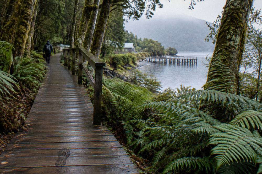 Elevated timber boardwalk passing beneath tall moss-covered myrtle beech trunks in dense green rainforest