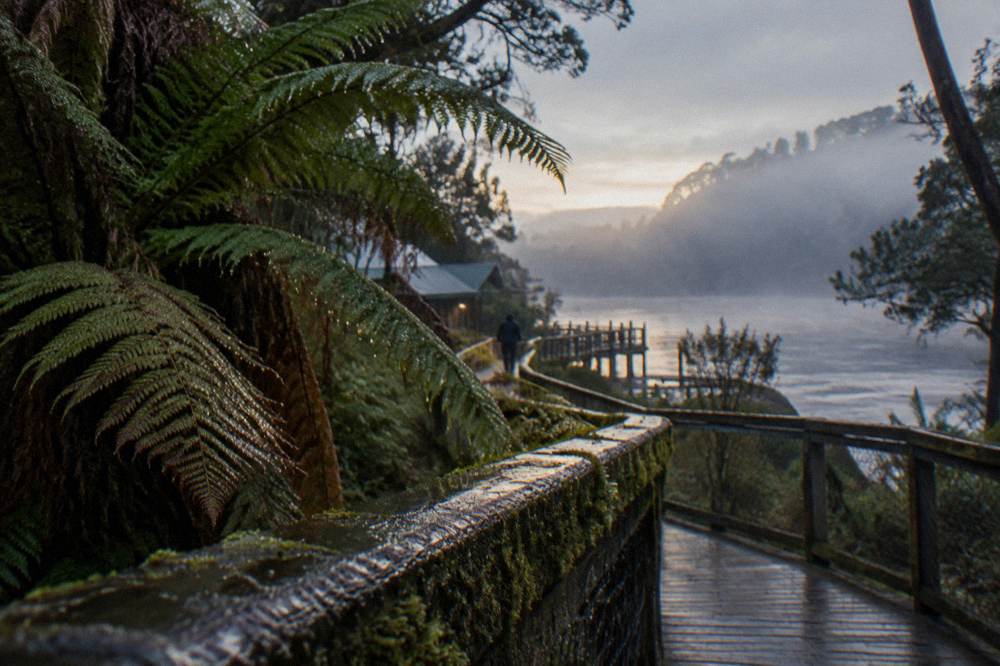 Rainforest boardwalk in soft misty light with water droplets on fern fronds and mossy board rails