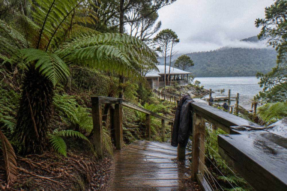 Timber boardwalk steps rising through tall ferns and rainforest in soft overcast light