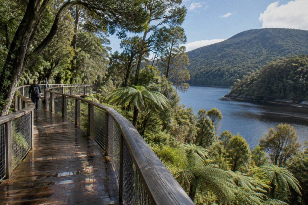 Elevated timber boardwalk curving through dense green rainforest beside a dark river