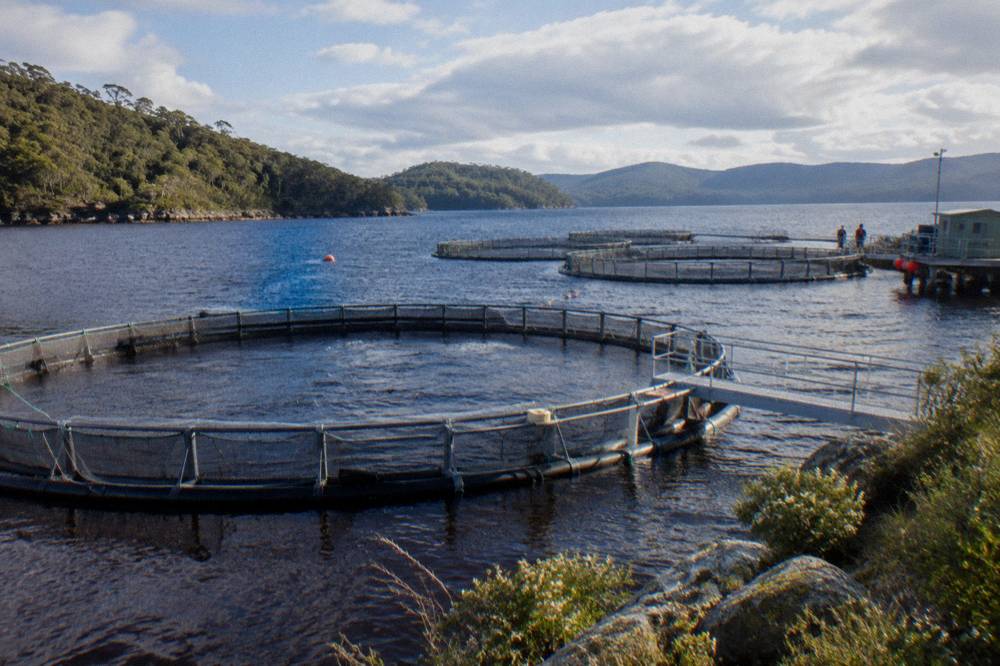 Salmon and trout farm pens on dark harbour water with forested headlands behind