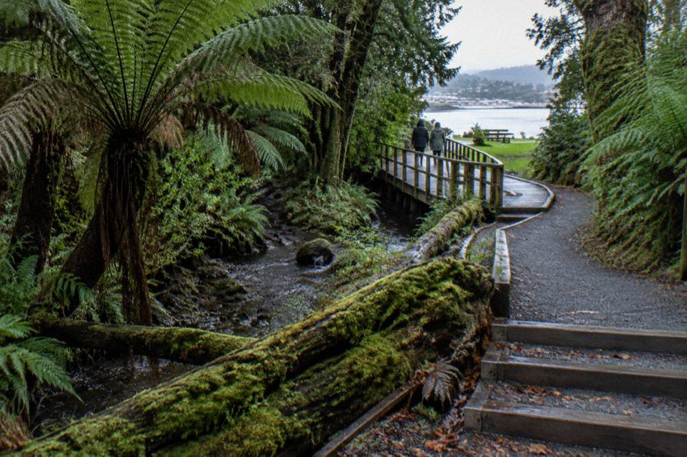 A rainforest boardwalk path beside a small creek with ferns and mossy logs