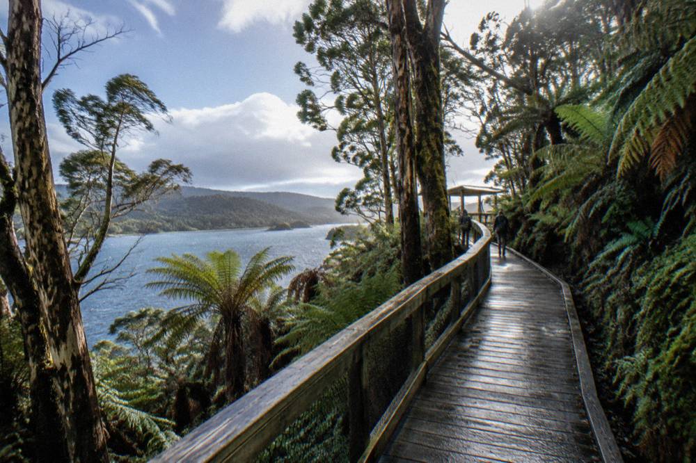 Timber boardwalk curving through dense green rainforest with mossy trunks