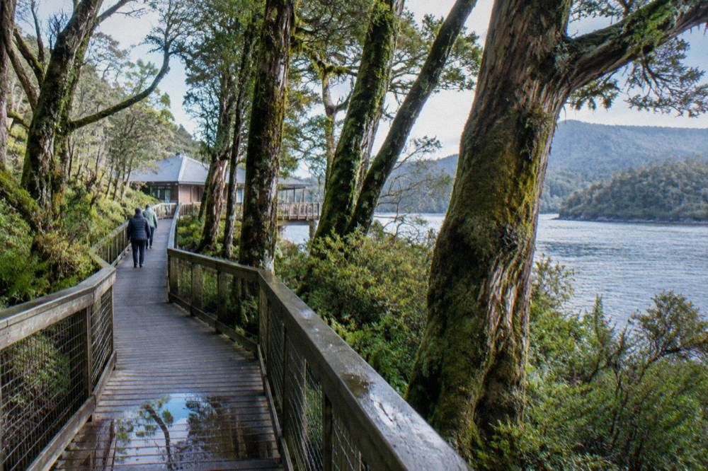 Elevated timber boardwalk winding through dense temperate rainforest with moss-covered Huon pines.